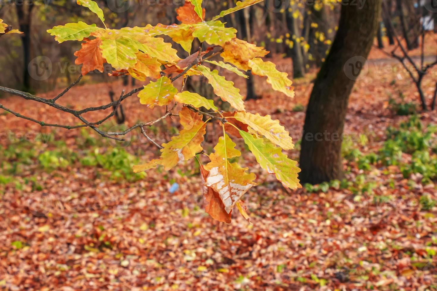 Quercus iberica is a deciduous tree native to the Caucasus. Georgian oak is a rather large tree growing up to 25 meters in height. photo