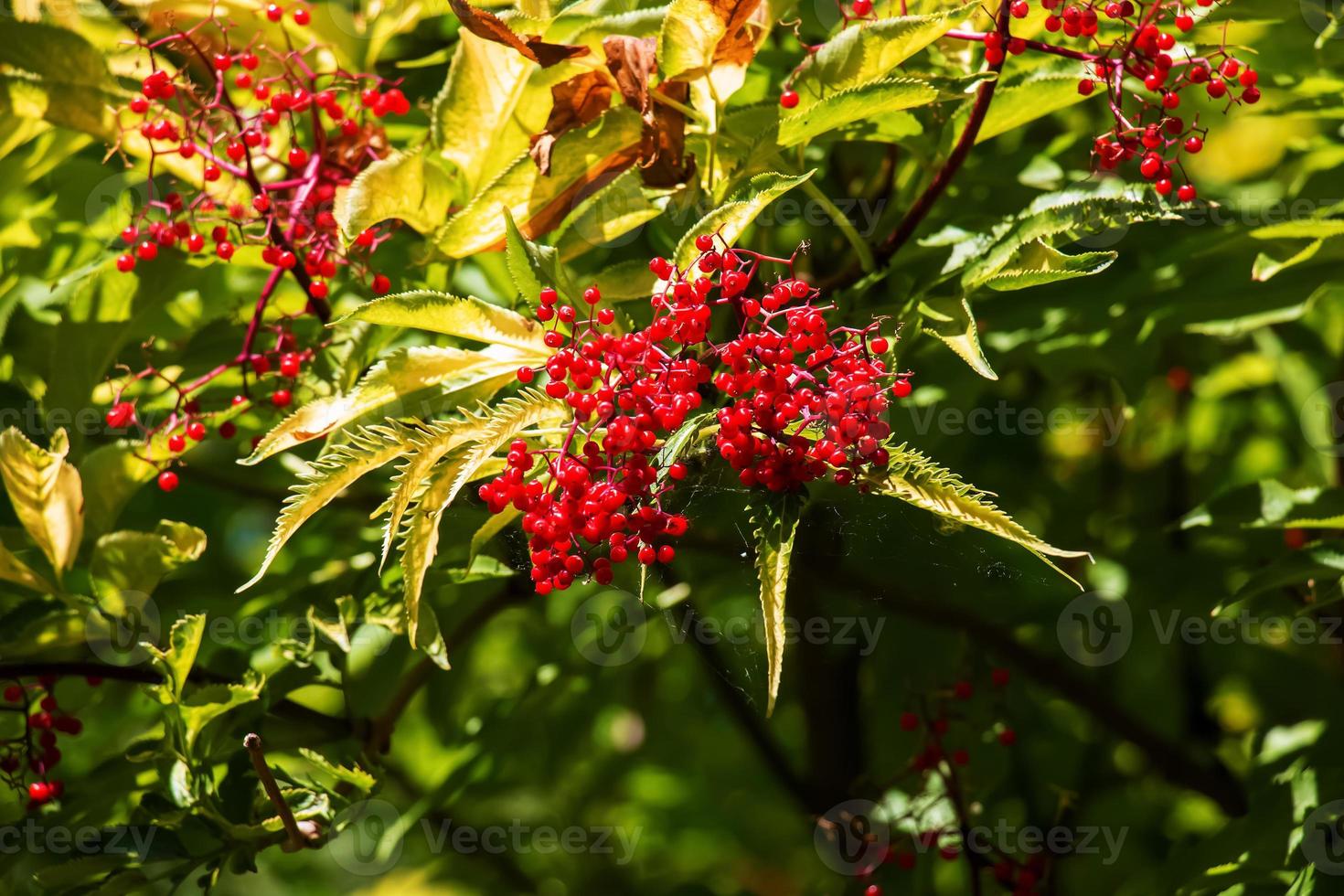 Bright red ripe fruits of red elderberry grow on branches with green leaves on tree in the forest in light of sun. Sambucus racemosa photo