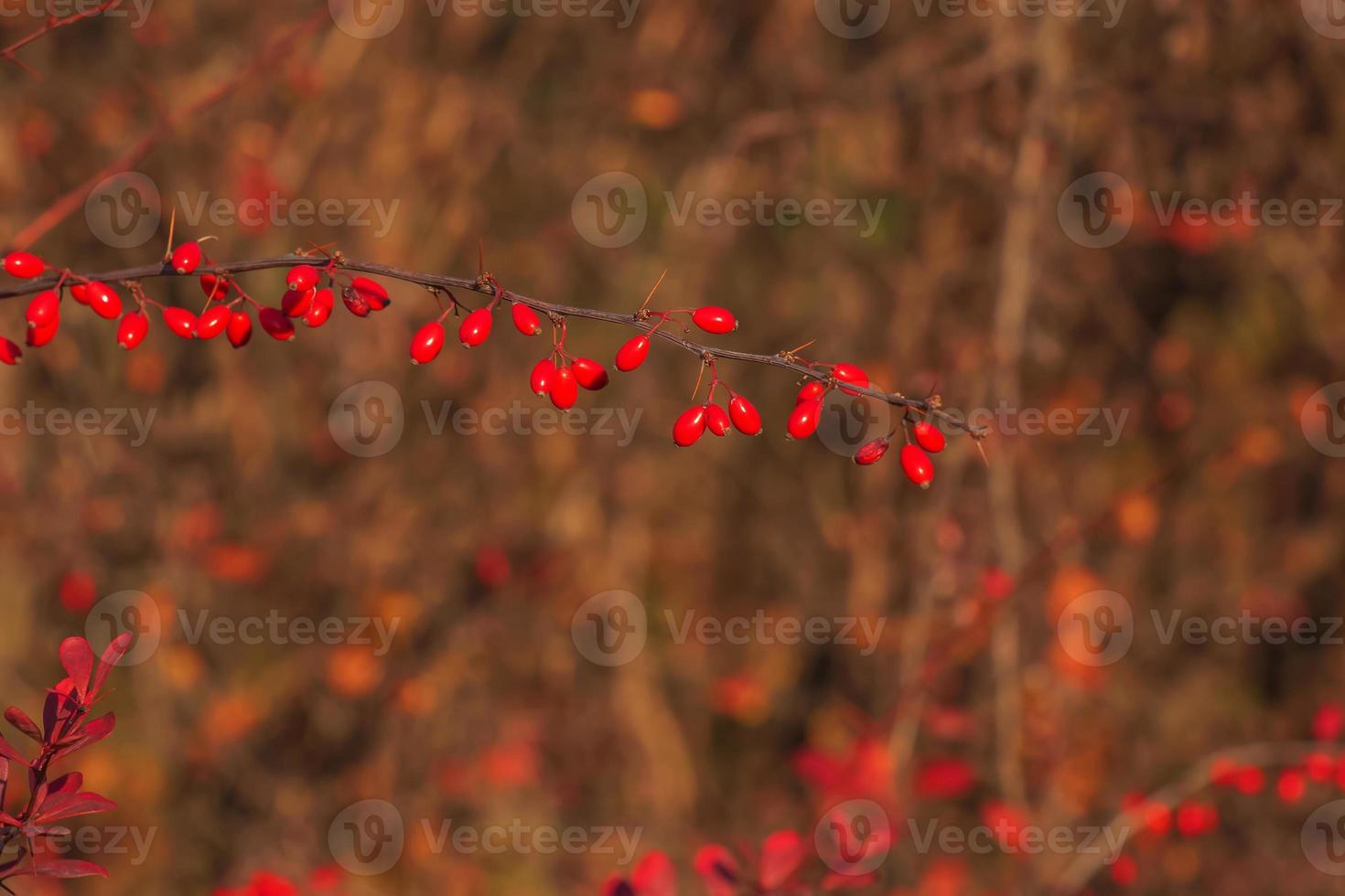 Red fruits of barberry on a branch in the autumn garden, close-up. Ripe Berberis thunbergii berries are ready for harvest. photo