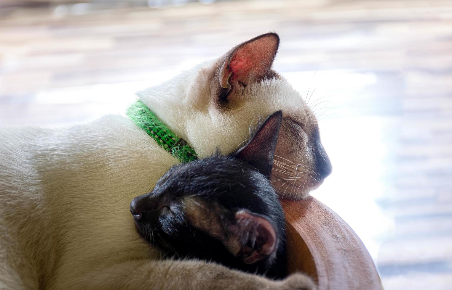 gato blanco durmiendo abrazando a un gatito negro foto