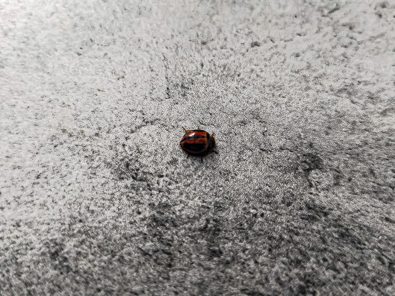 Brown lady bug on rough textured floor. photo