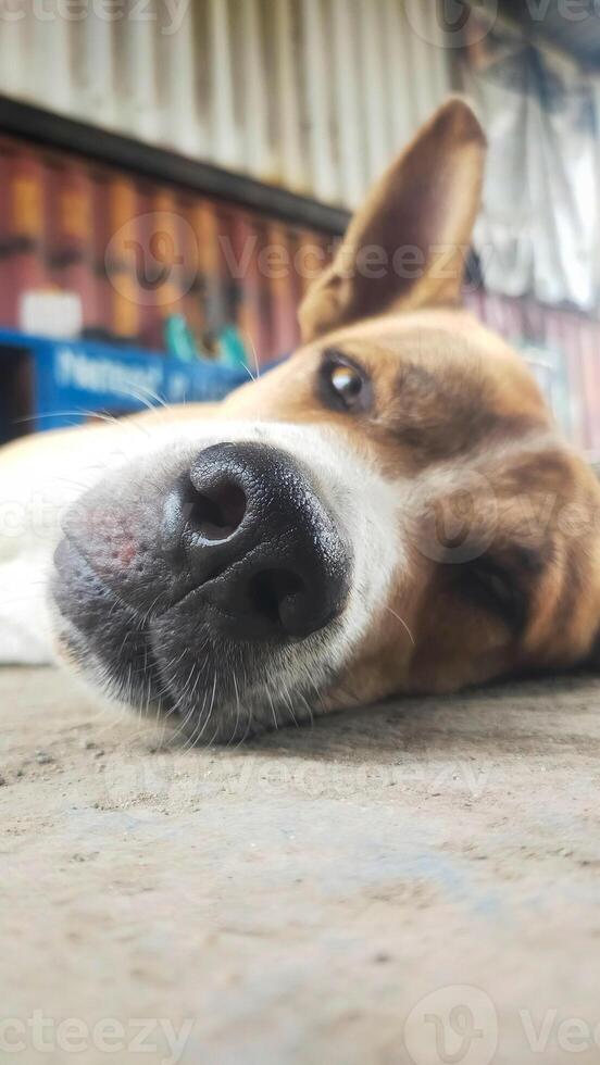 Close up photo of a dog face lay down and relax.