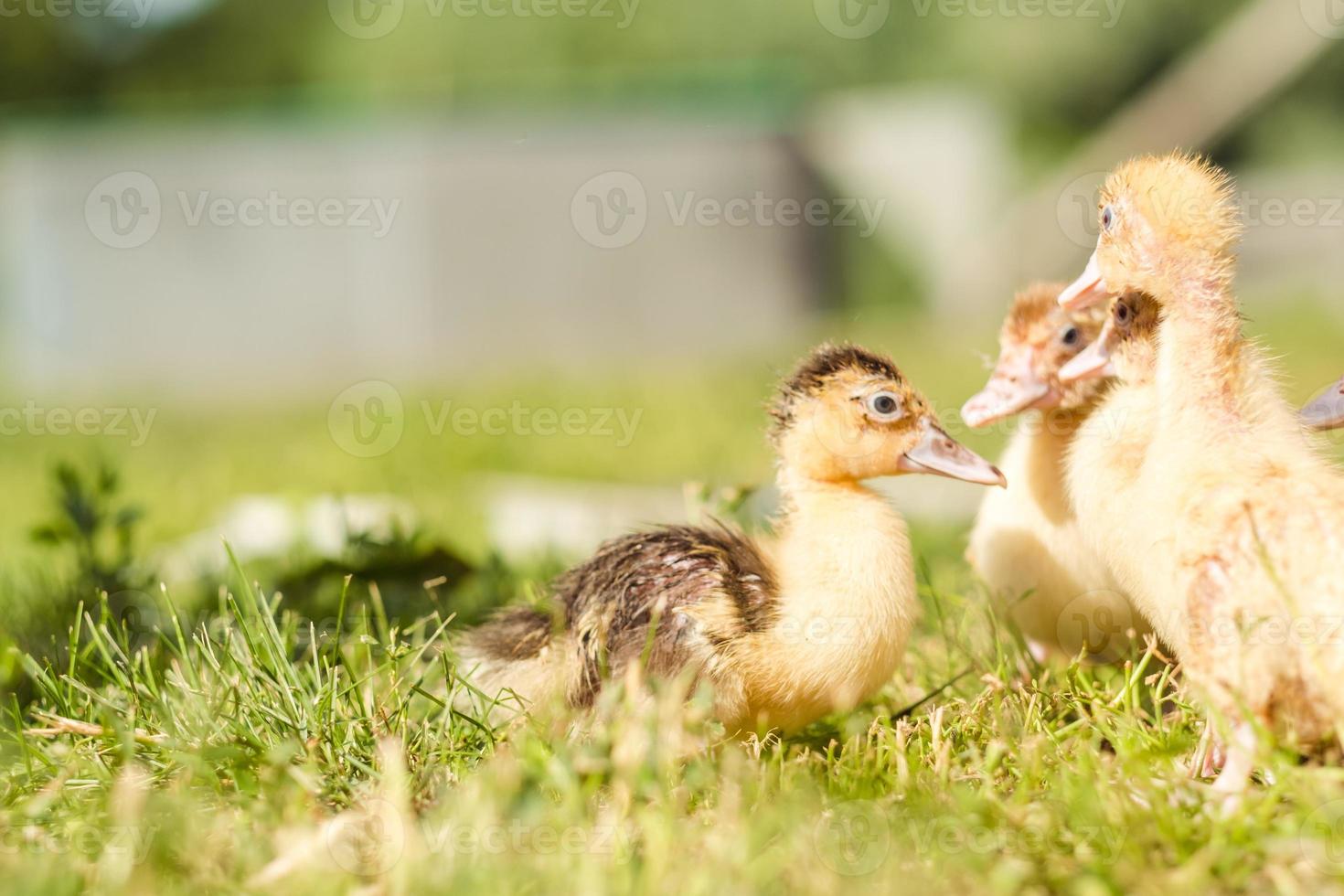 Little ducklings are walking on green grass, close up photo