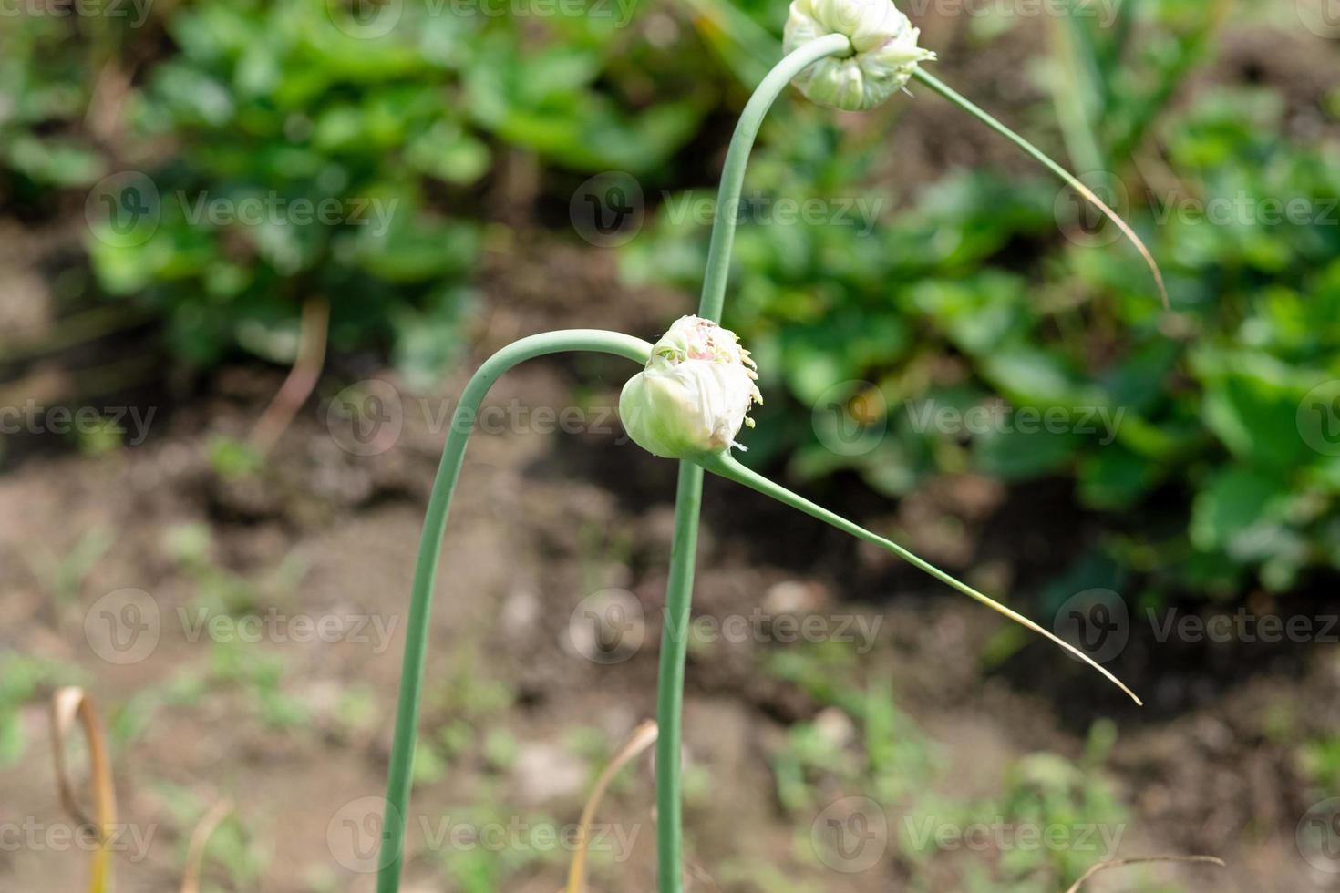 garlic flower close-up on a background of greenery photo