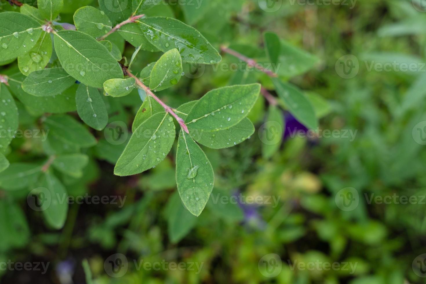 honeysuckle bush with leaves, close up photo