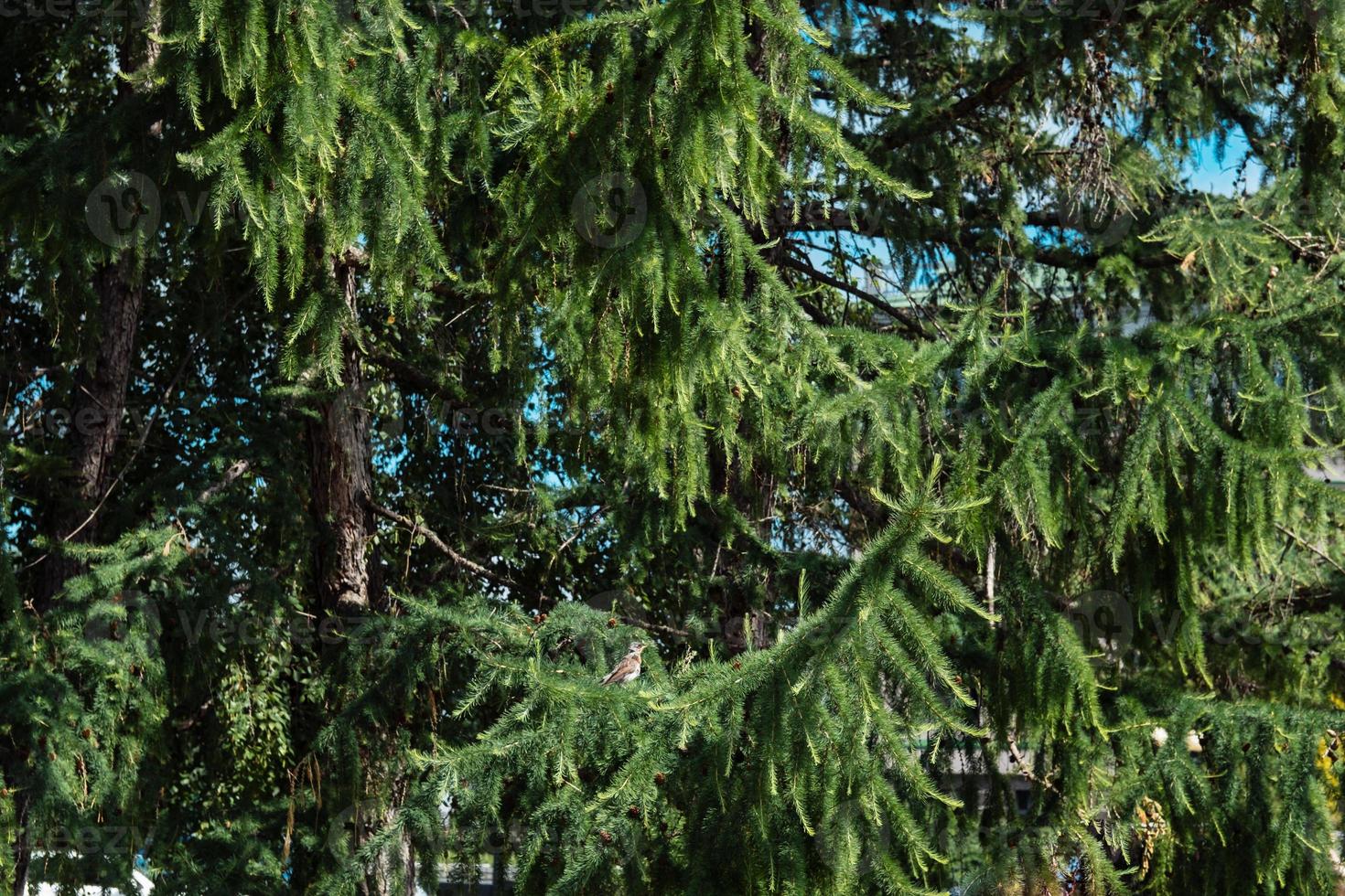 background of green spruce branches on the street photo