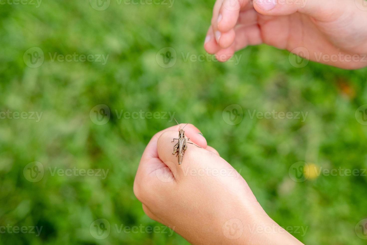 close-up of a grasshopper resting in the palm of a boy's hand. Summer stories with insects. Fearless child. Curious children. photo