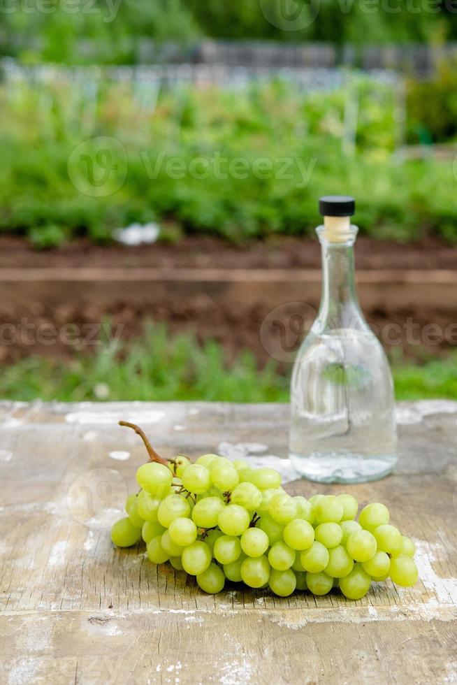 White wine bottle, glass, young vine and bunch of grapes against green spring background. Summer grape drink photo