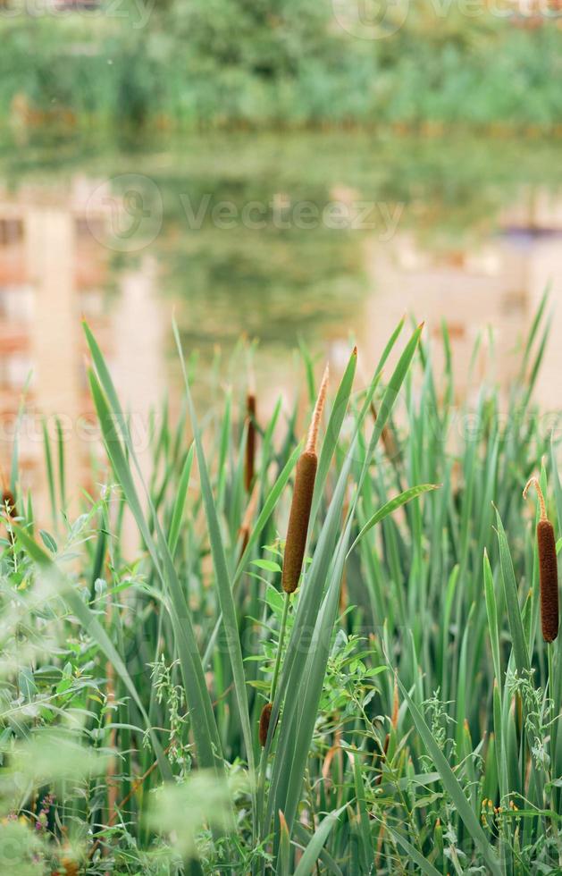 Close up of Narrow-leaved Cattail or Soft Flag plant. photo