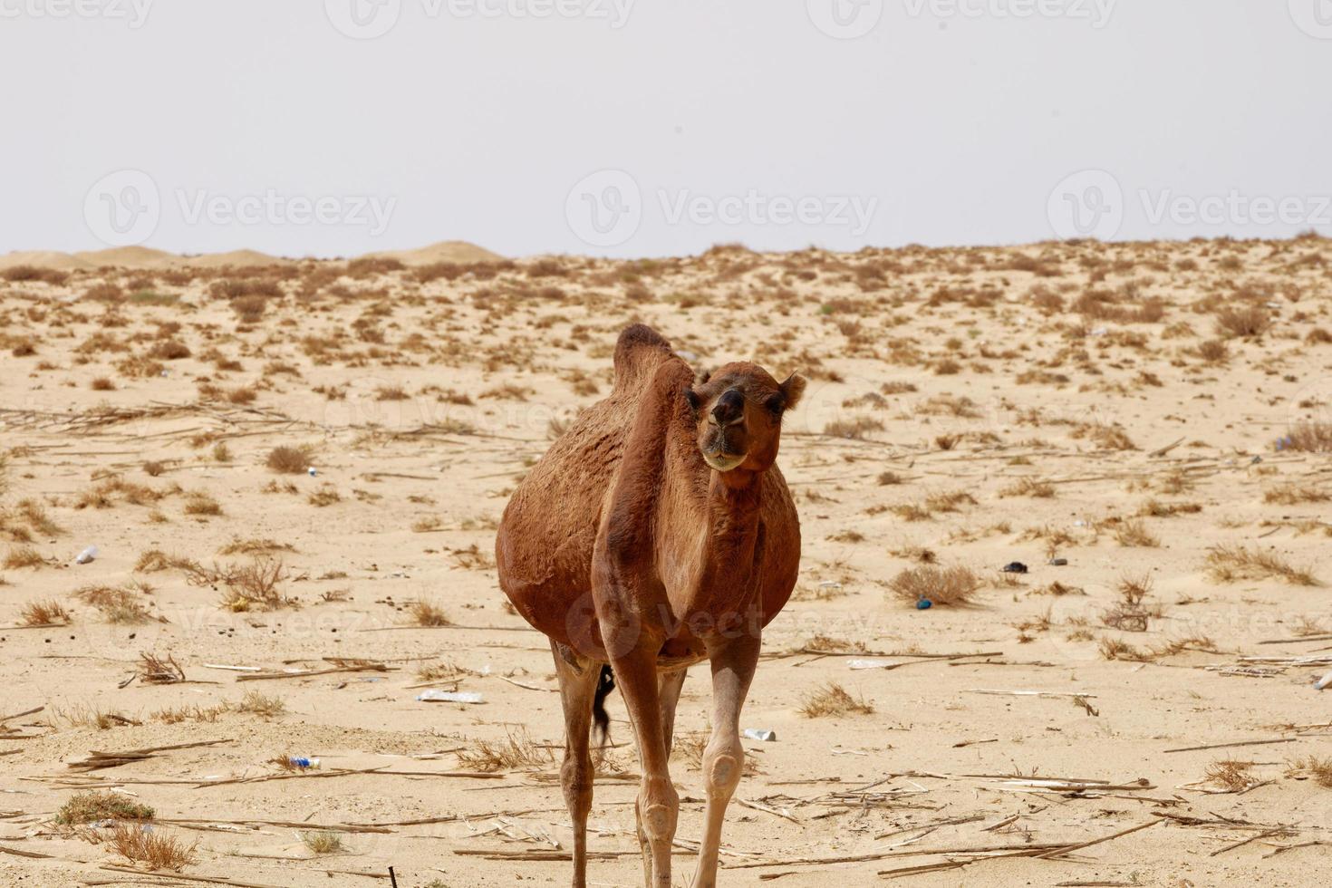 Lonely camel in the desert. Wild animals in their natural habitat. Wilderness and arid landscapes. Travel and tourism destination in the desert. Safari in africa. photo