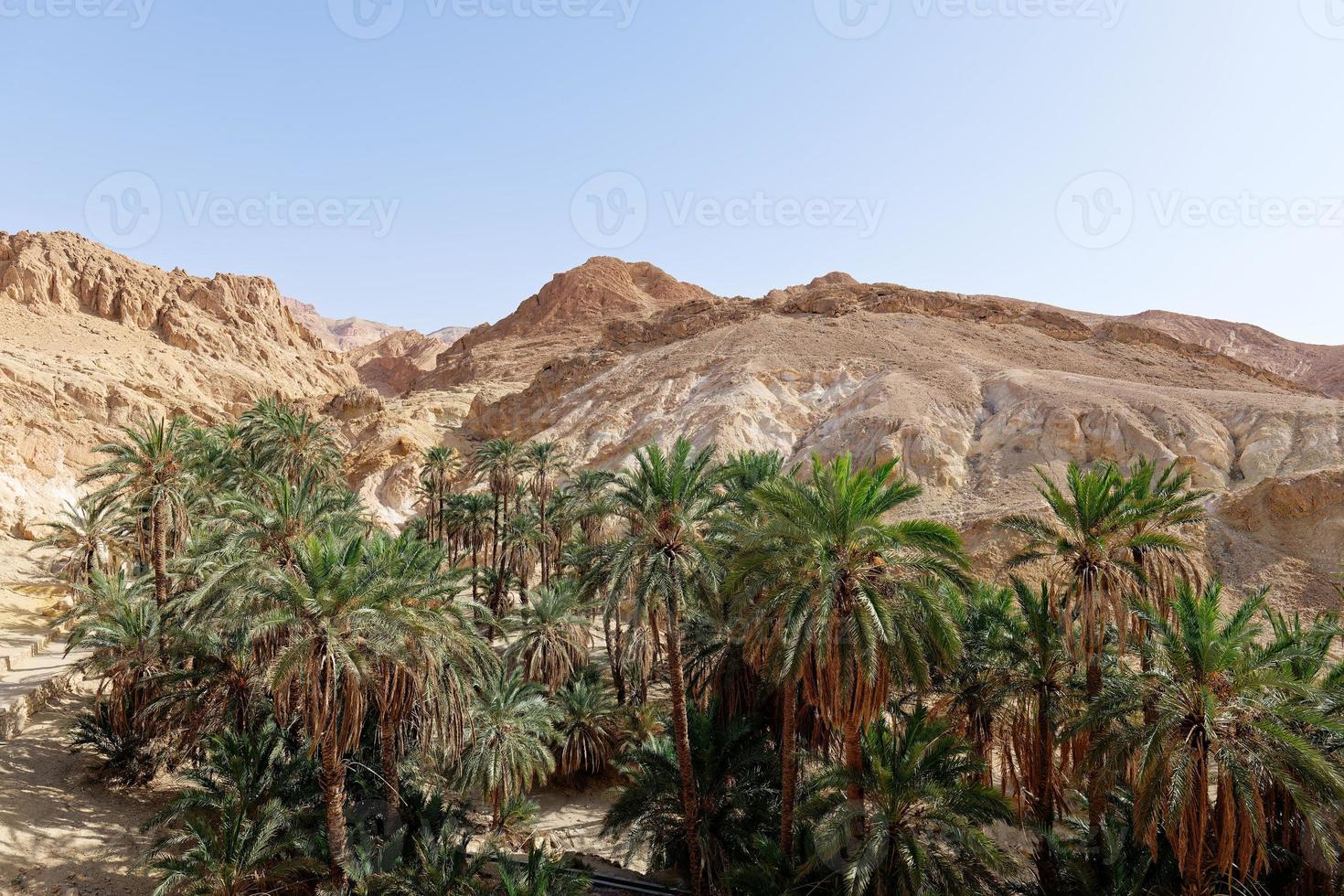 View of Chebika Oasis in Tunisia with palm trees and mountain in the background. Travel destination. Holidays and relaxing in the desert. Tourism and adventurous life. photo