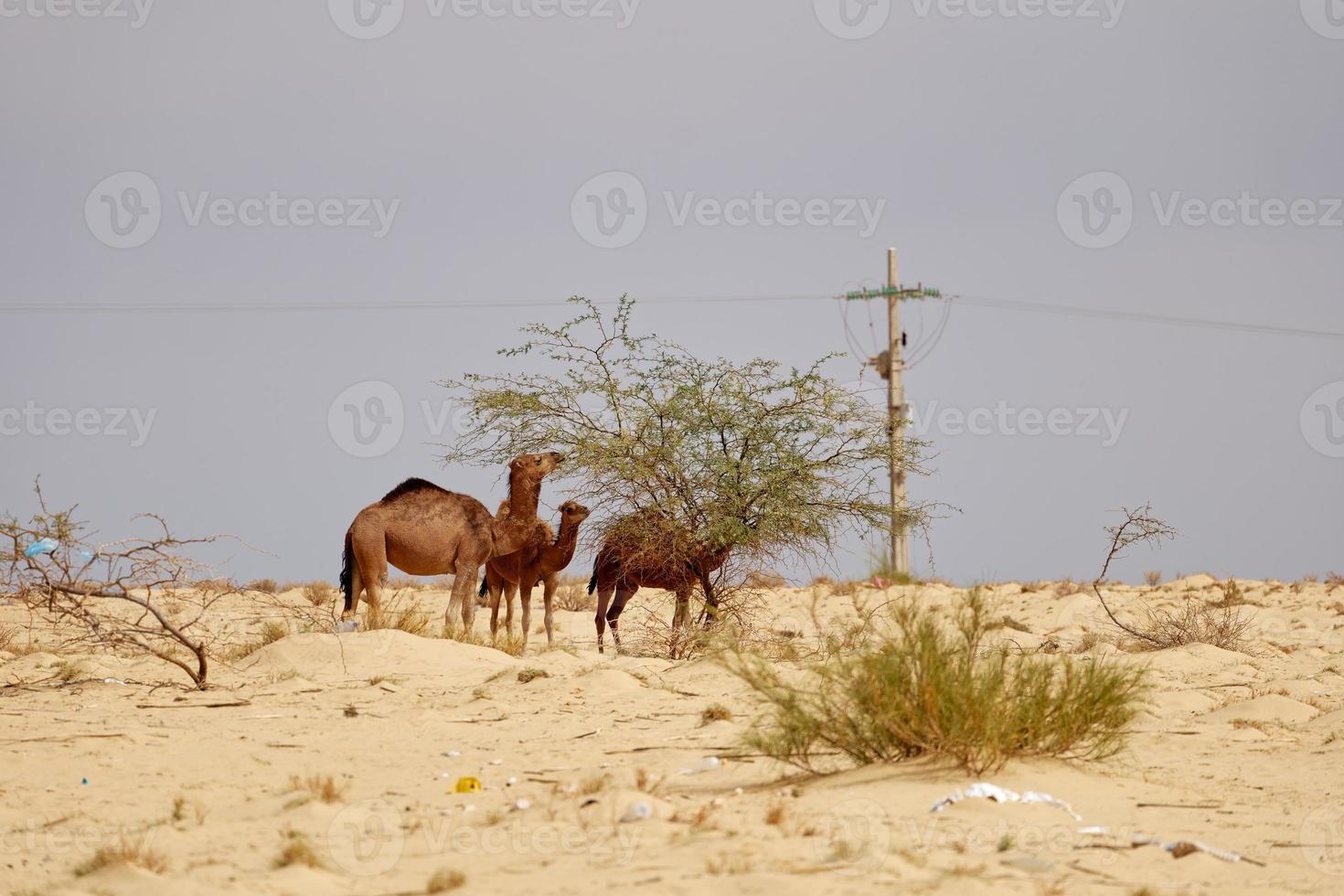 Camels in the desert eating leaves from the tree. Wild animals in their natural habitat. Wilderness and arid landscapes. Travel and tourism destination in the desert. Safari in africa. photo