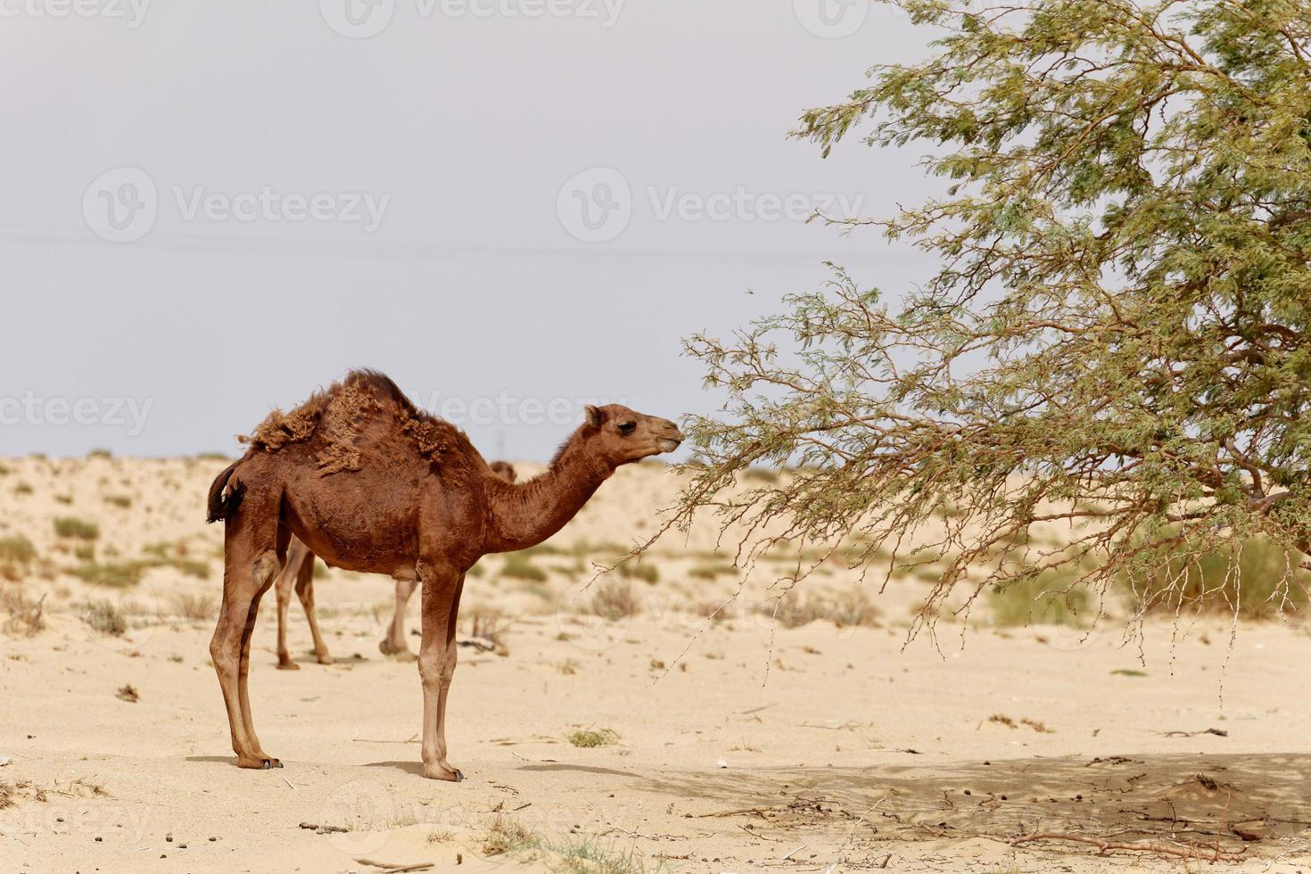 Camel in the desert eating leaves from the tree. Wild animals in their natural habitat. Wilderness and arid landscapes. Travel and tourism destination in the desert. Safari in africa. photo