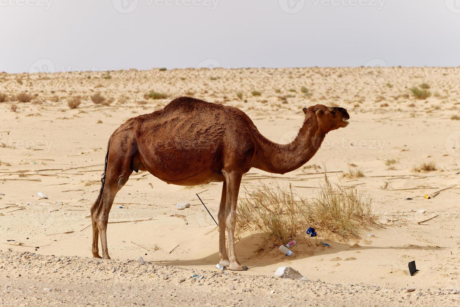 Lonely camel in the desert. Wild animals in their natural habitat. Wilderness and arid landscapes. Travel and tourism destination in the desert. Safari in africa. photo