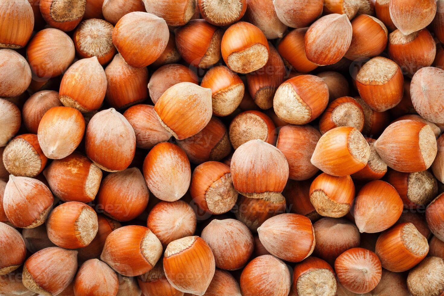 Dried unshelled hazelnuts seeds of Whole nuts as background 14539173