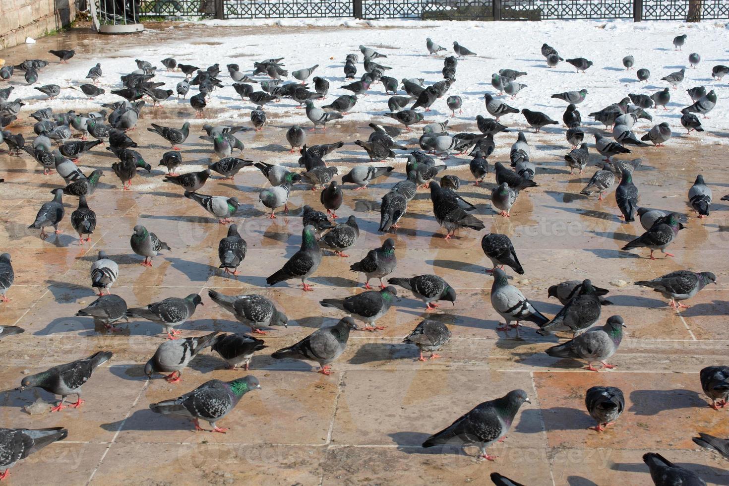 el encantador pájaro de las palomas salvajes vive en un entorno urbano en invierno foto