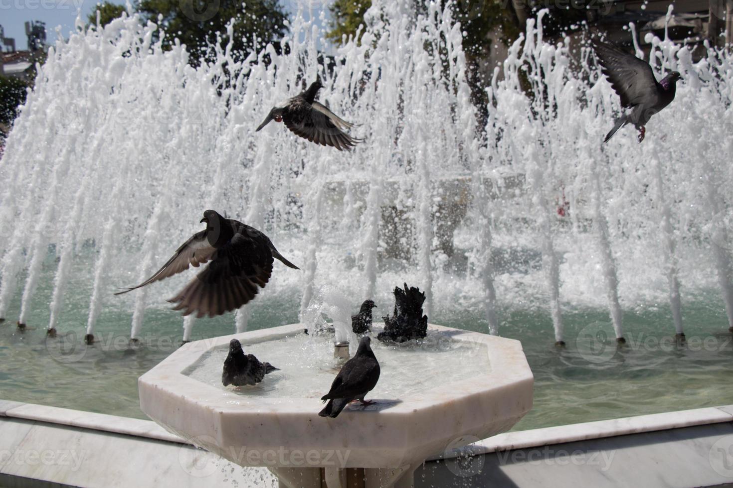palomas de la ciudad al lado de la fuente foto