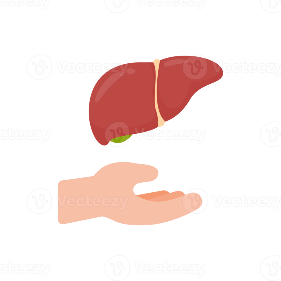 hand som stöder inre organ begreppet organdonation för behandling av patienter png