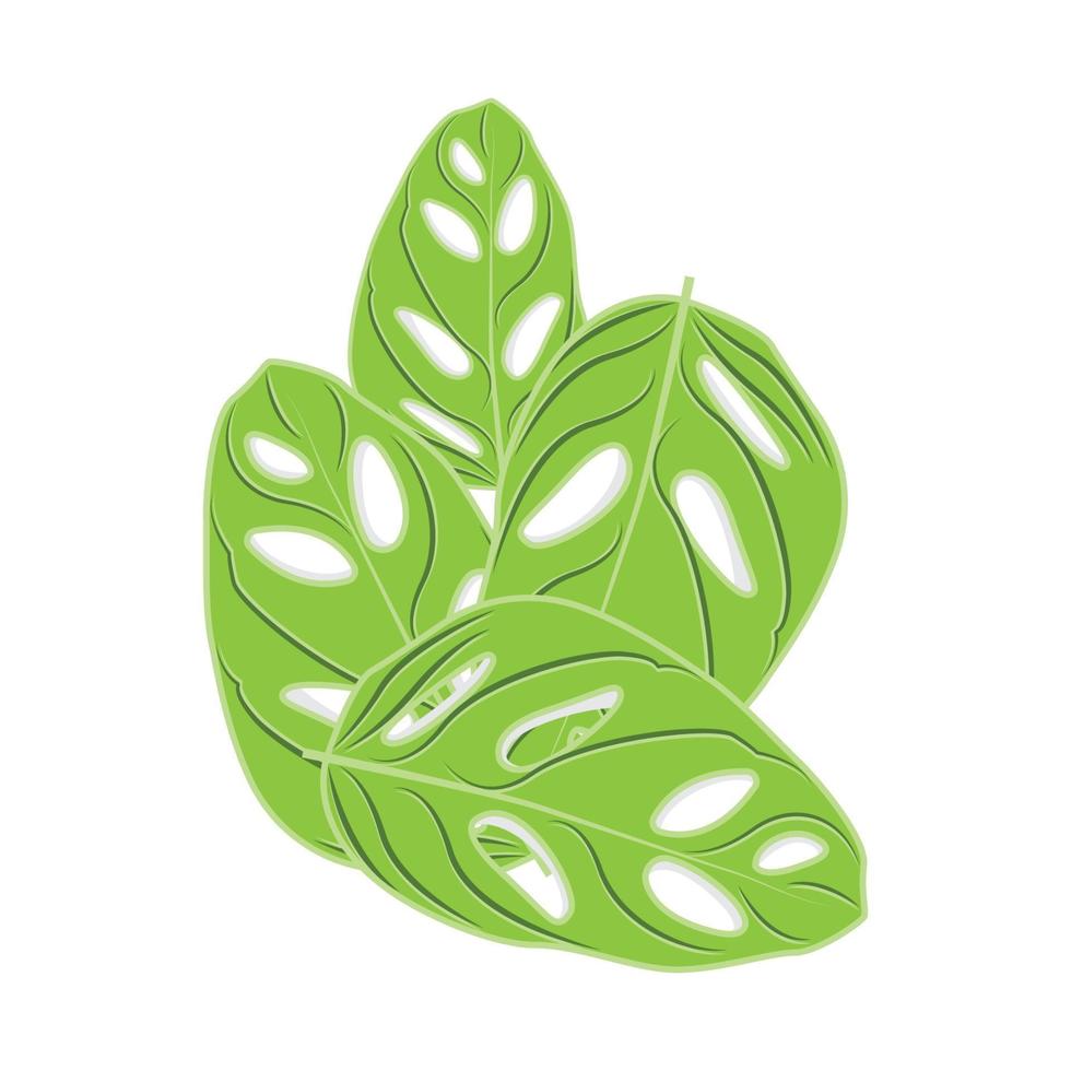 logotipo de hoja de monstera adansonii, vector de planta verde, vector de árbol, ilustración de hoja rara