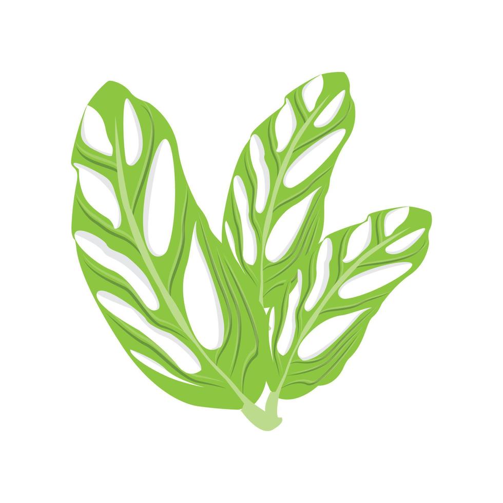 logotipo de hoja de monstera adansonii, vector de planta verde, vector de árbol, ilustración de hoja rara