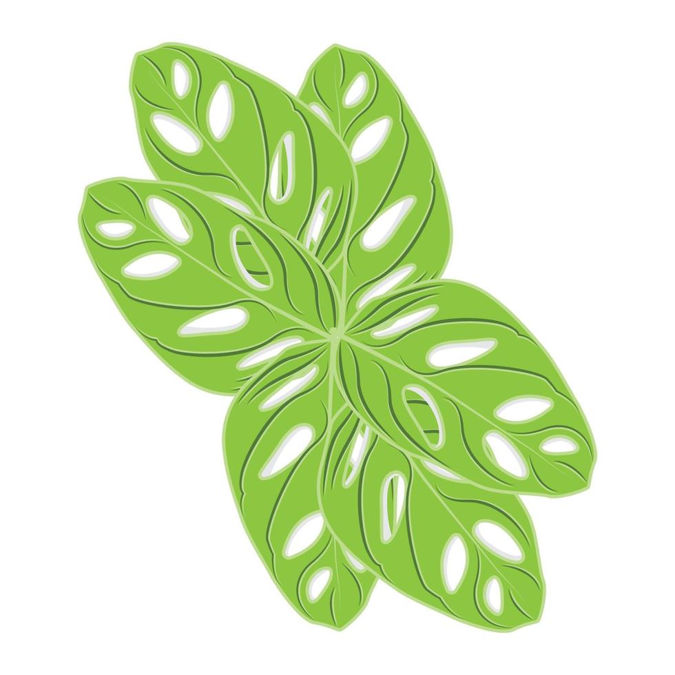 Monstera adansonii Leaf Logo, Green Plant Vector, Tree Vector, Rare Leaf Illustration vector