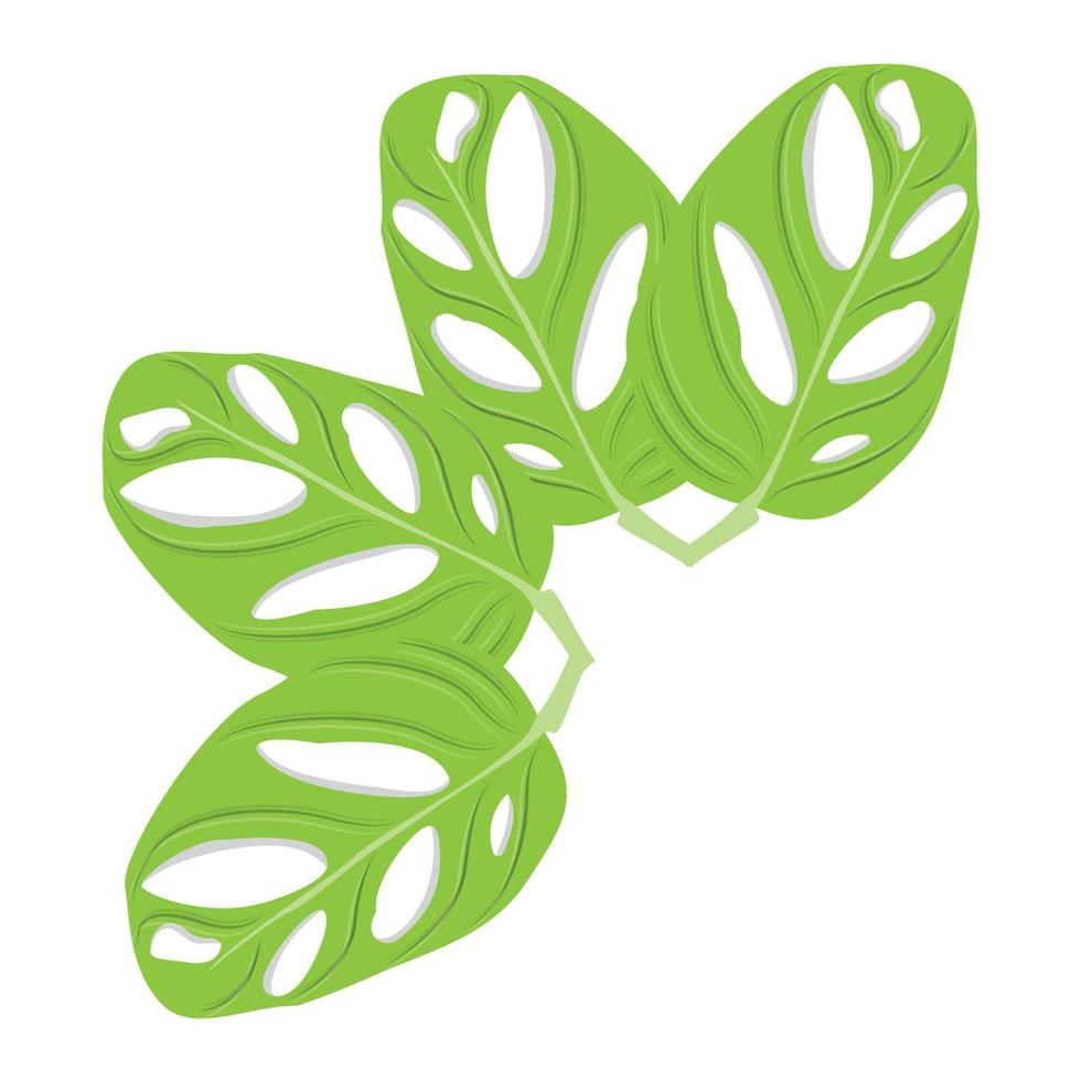 Monstera adansonii Leaf Logo, Green Plant Vector, Tree Vector, Rare Leaf Illustration vector