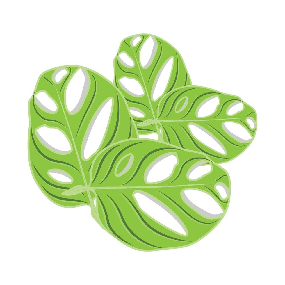 Monstera adansonii Leaf Logo, Green Plant Vector, Tree Vector, Rare Leaf Illustration vector