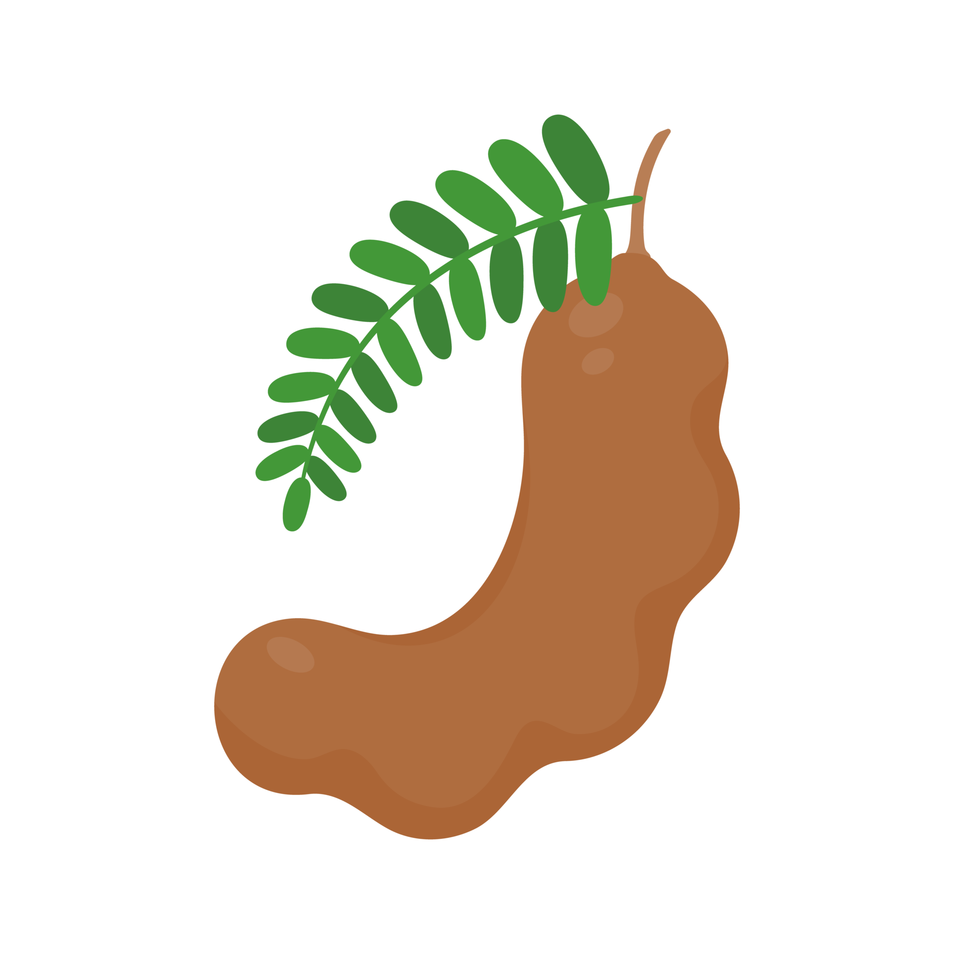 tamarin doux. un fruit sain riche en fibres. aider le système digestif