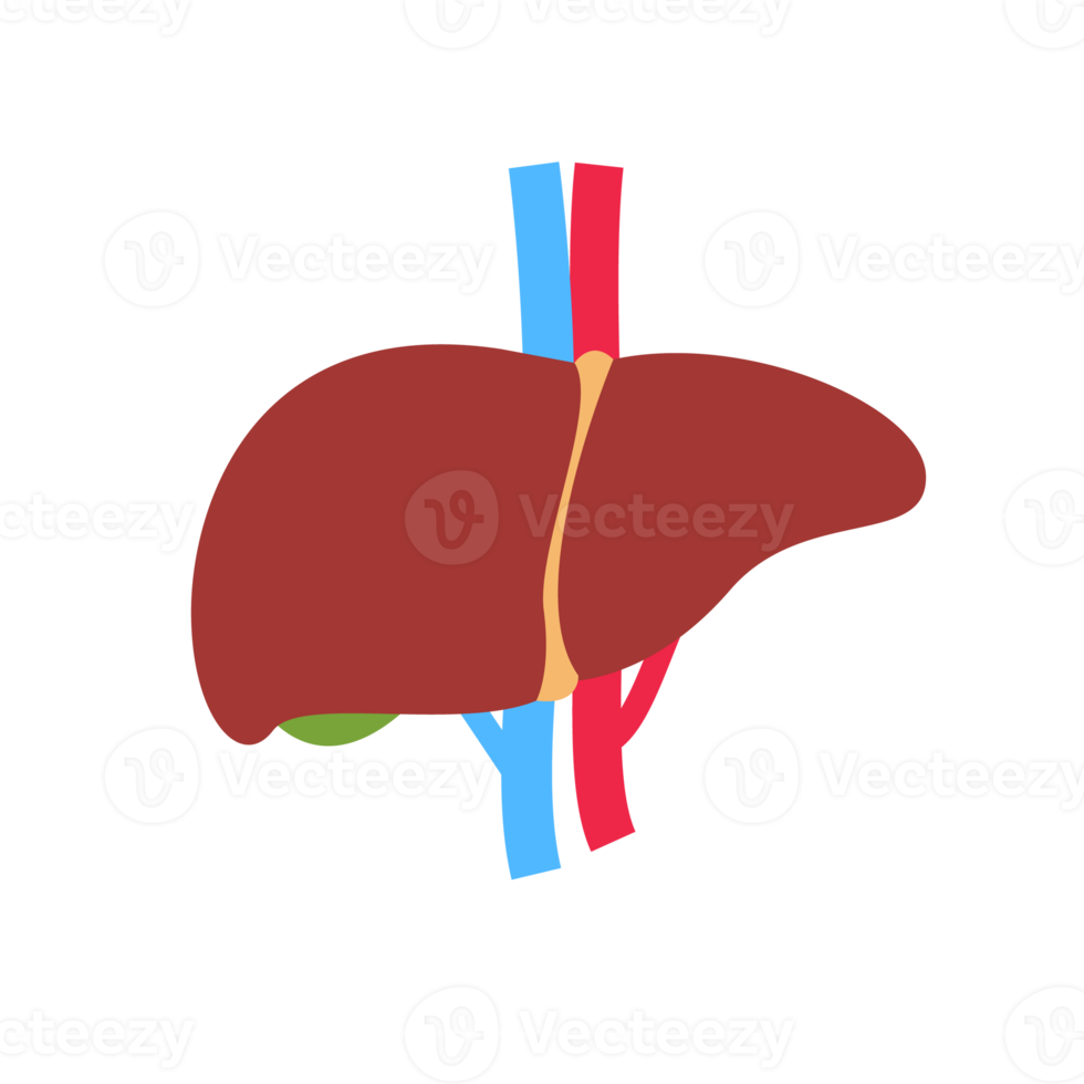 Leber-Symbol. Die Leber ist das innere Organ des Menschen, das dabei hilft, Giftstoffe und Abfallstoffe aus dem Körper zu filtern. png