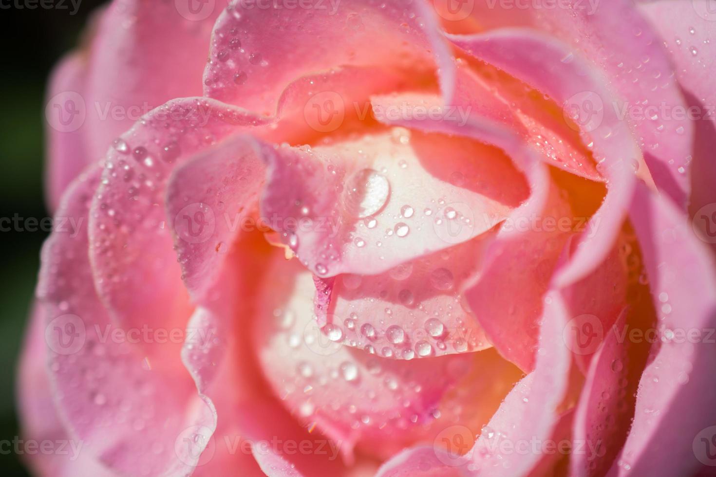 rosa con gotas de agua foto