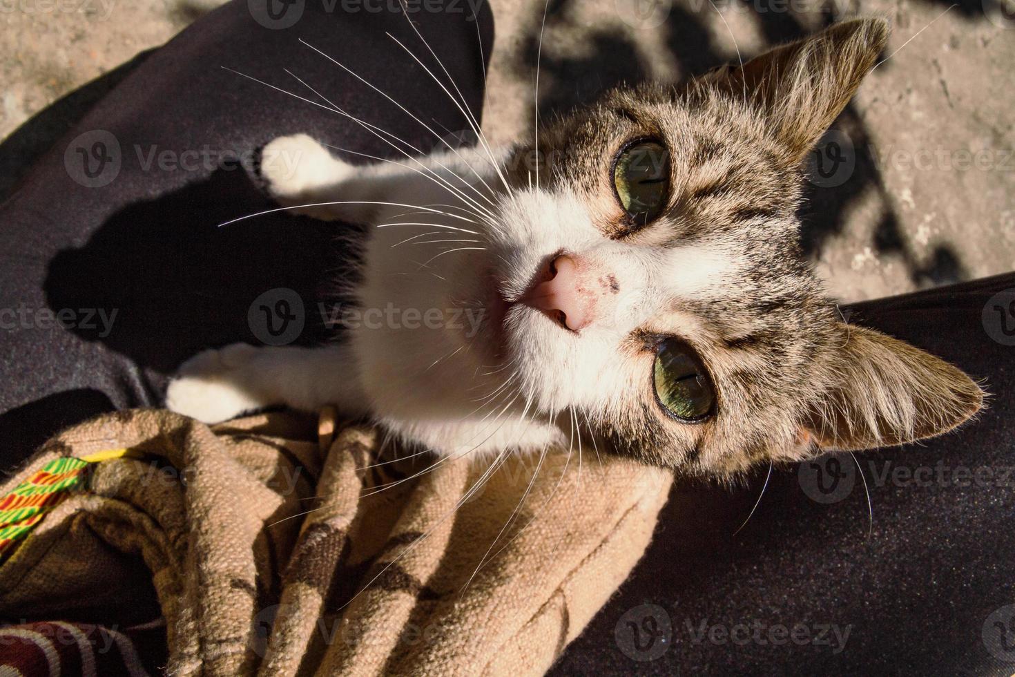 Close up stray cat concept photo 14552567 Stock Photo at Vecteezy