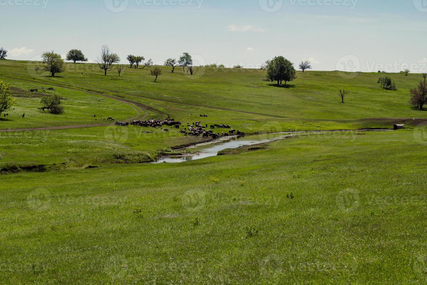 Sheeps in green meadow landscape photo