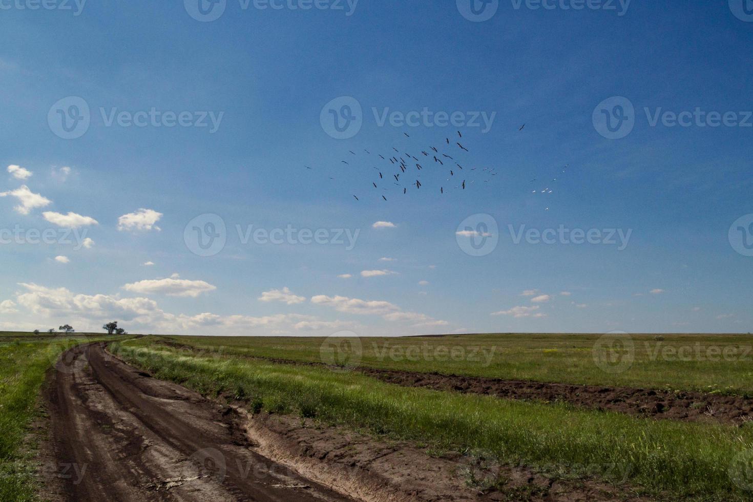 Grassland and car trace landscape photo