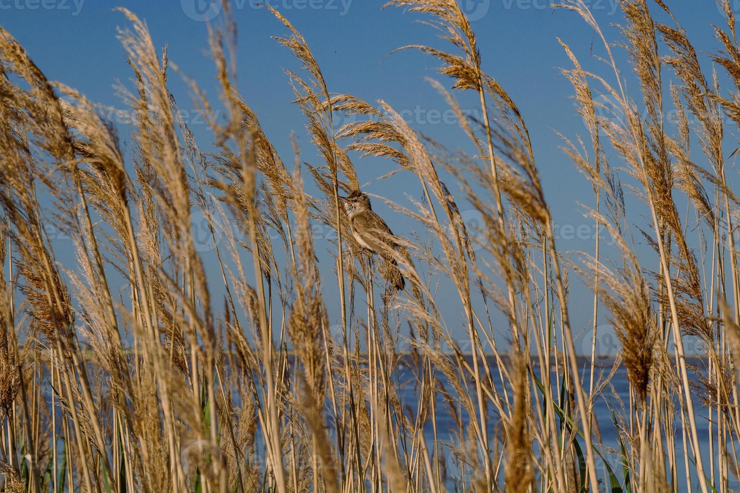 Close up bird hiding in grass concept photo