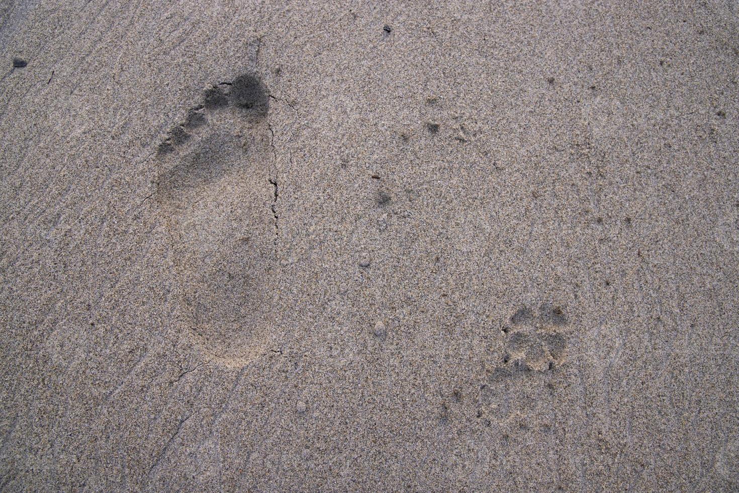 Human footprint with an animal footprint Sand texture background photo