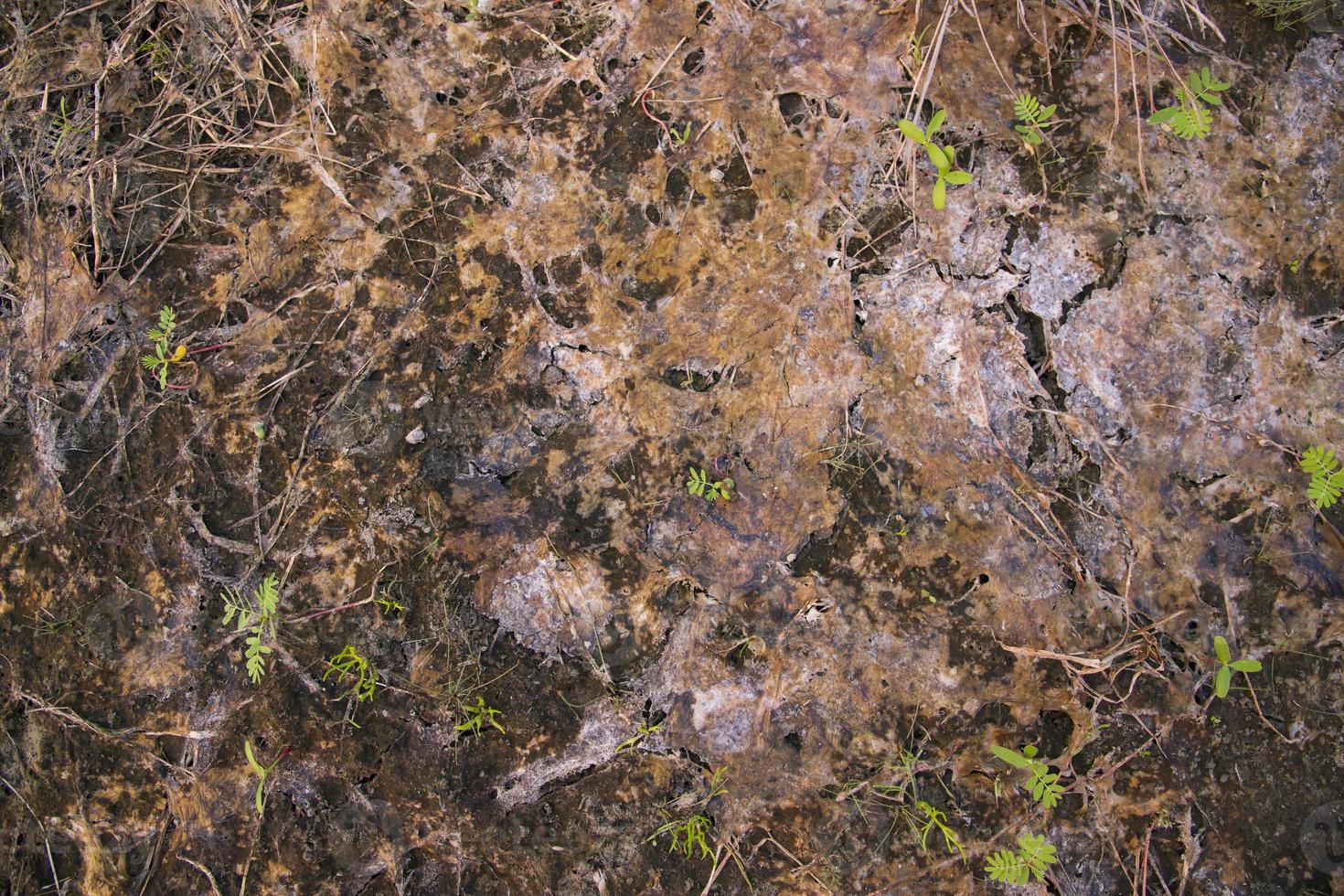 Fungi Dry Moss or Old fallen leaves texture  may be used as a background wallpaper photo