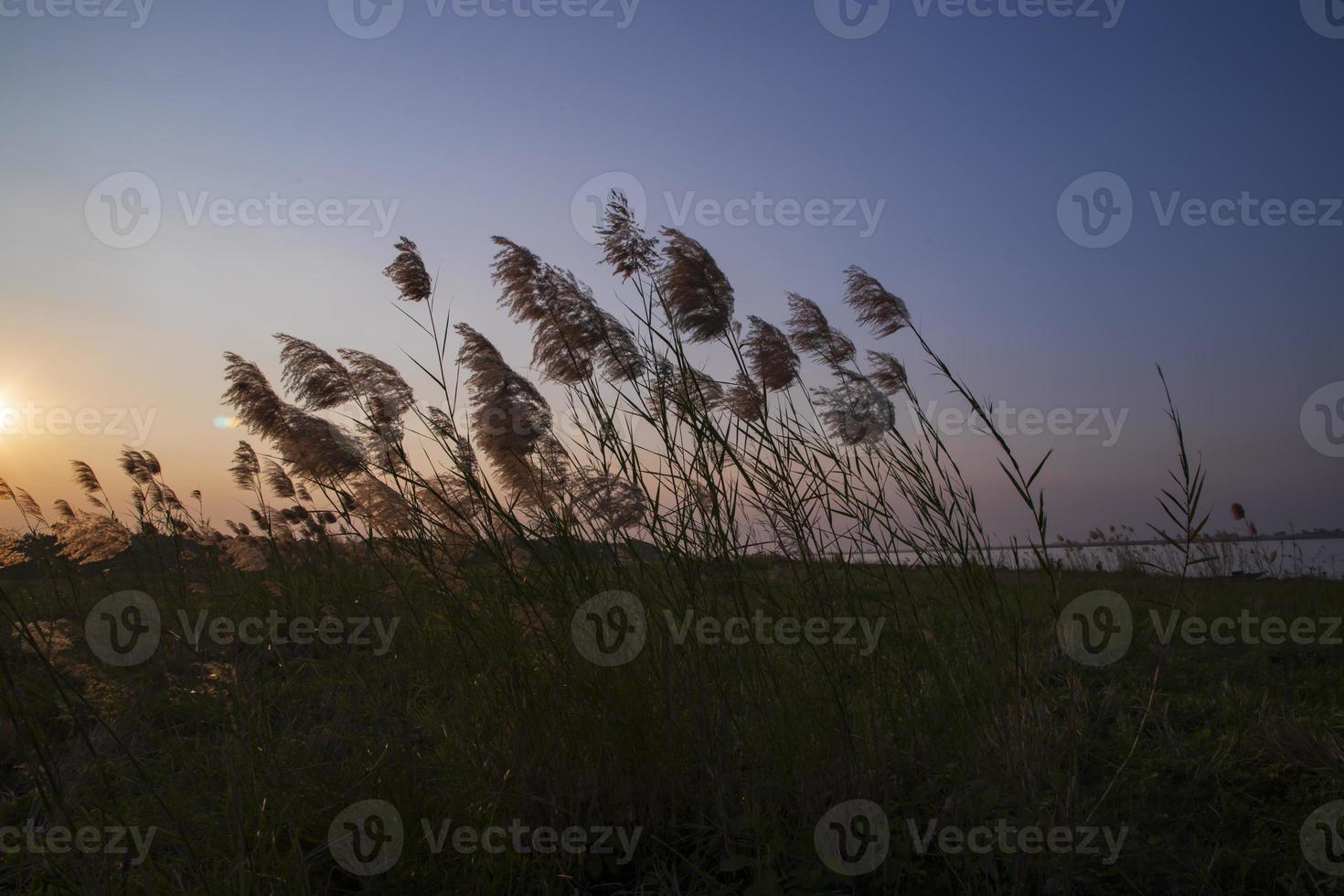 Kans grass or saccharum spontaneum flowers field against the evening colorful blue sky photo