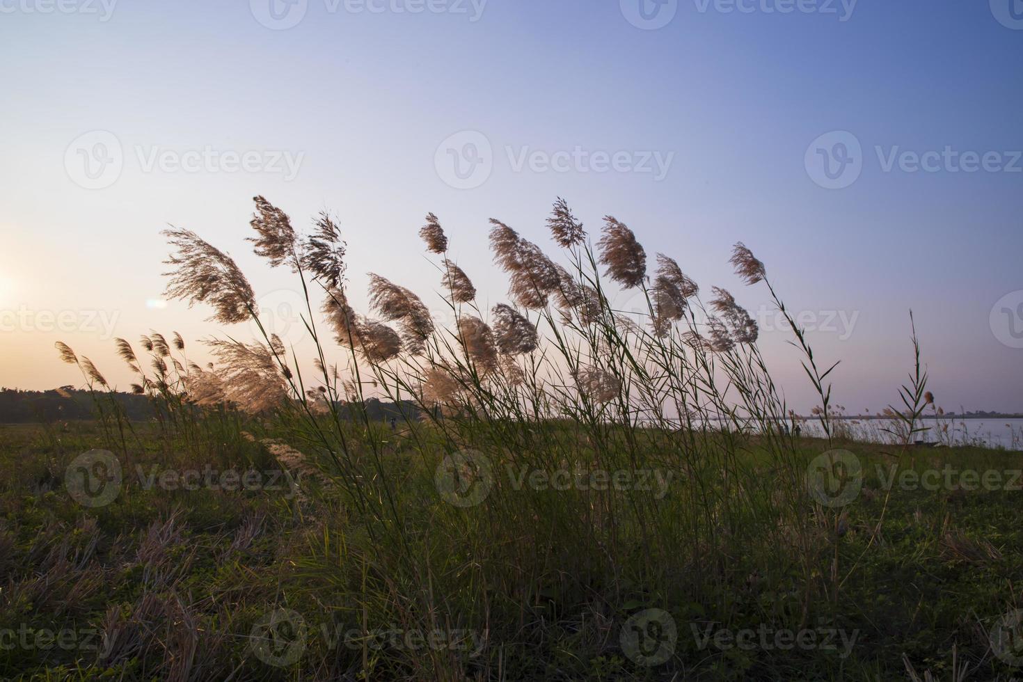 Kans grass or saccharum spontaneum flowers field against the evening colorful blue sky photo