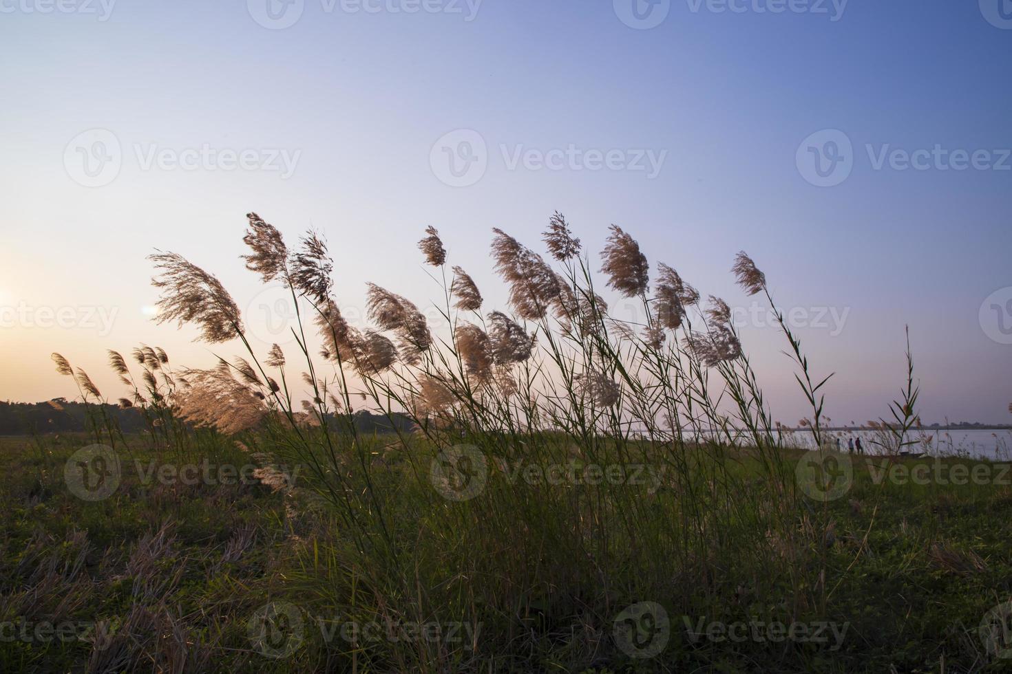 Kans grass or saccharum spontaneum flowers field against the evening colorful blue sky photo