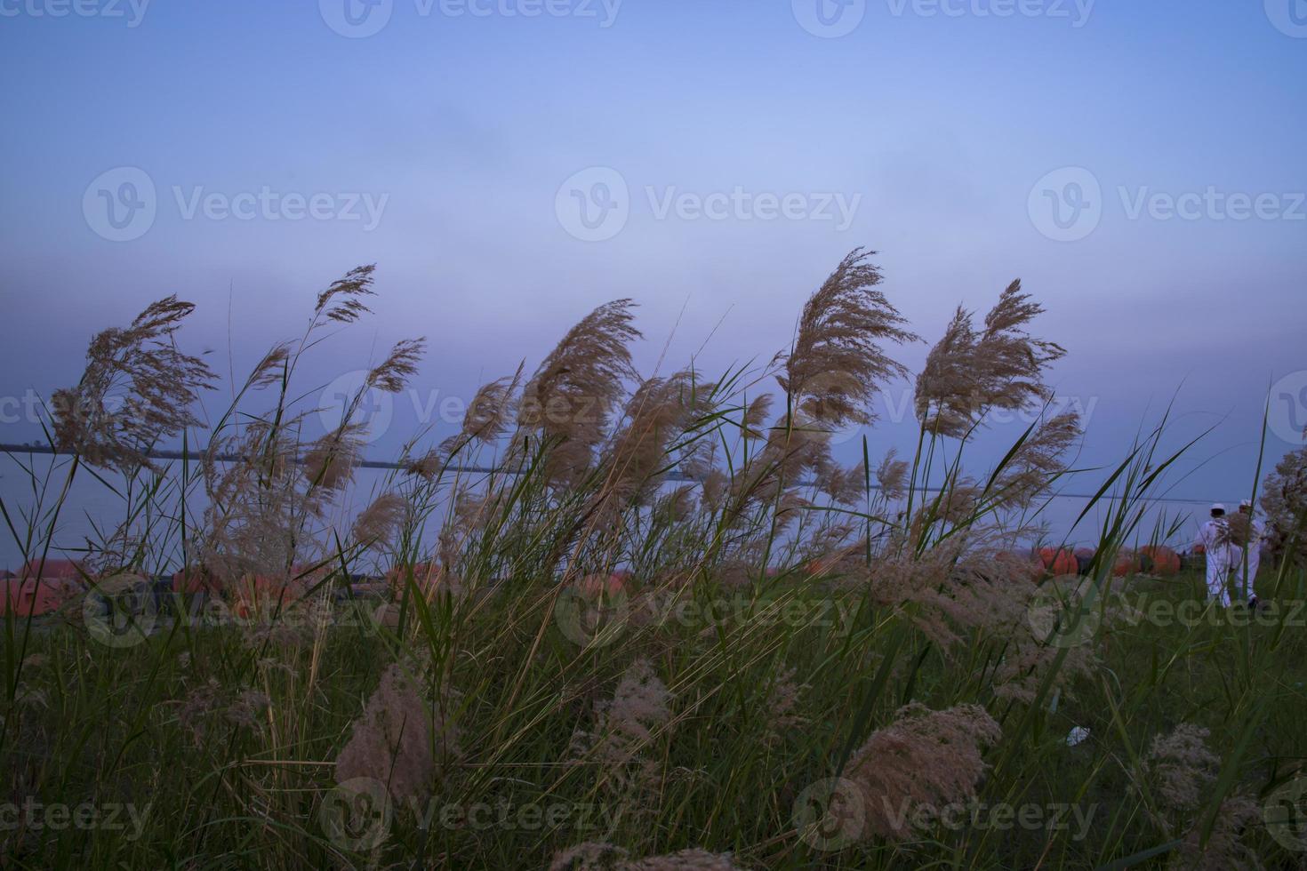 Kans grass or saccharum spontaneum flowers field against the evening colorful blue sky photo