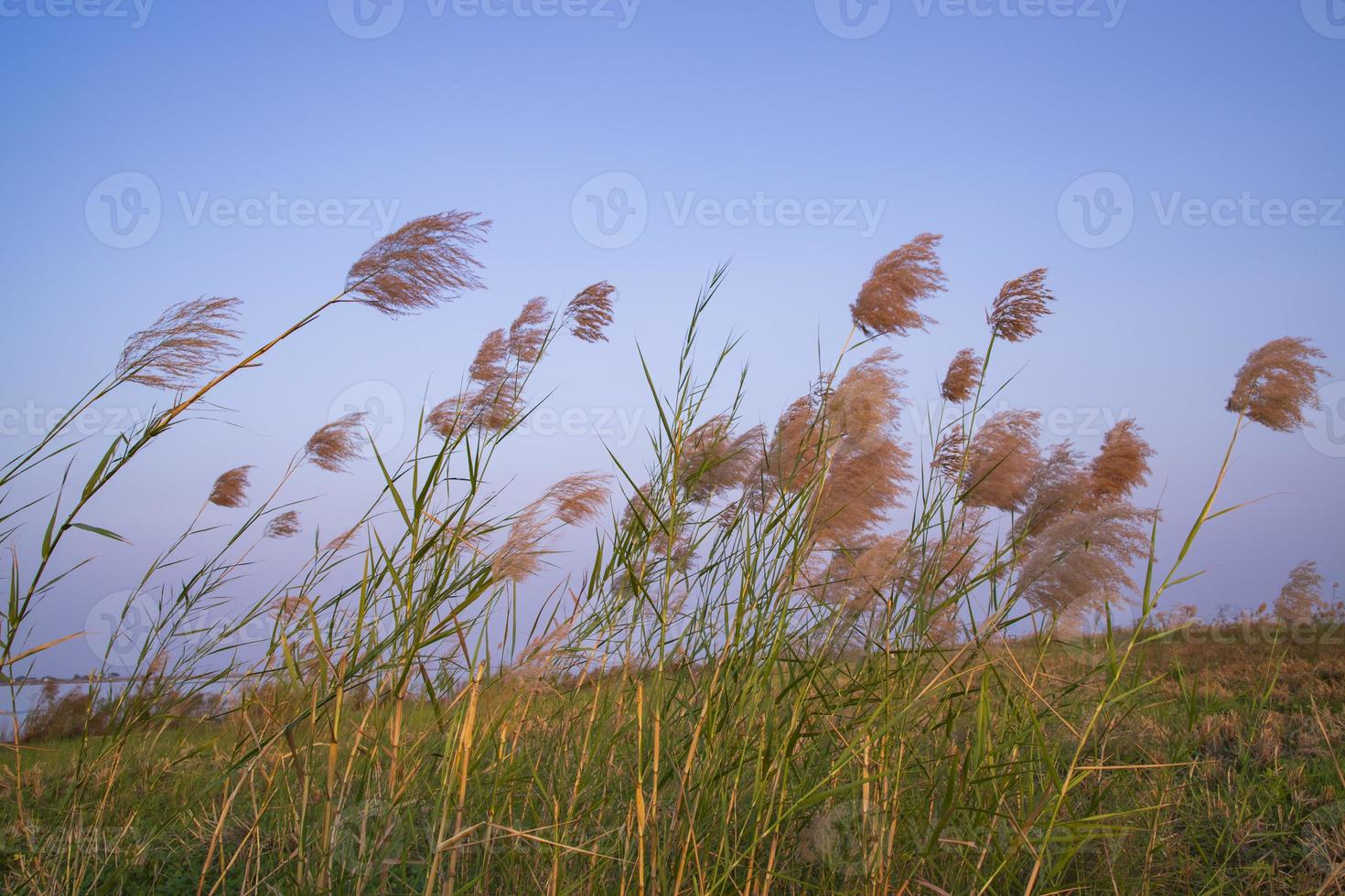 Kans grass or saccharum spontaneum flowers field against the evening colorful blue sky photo