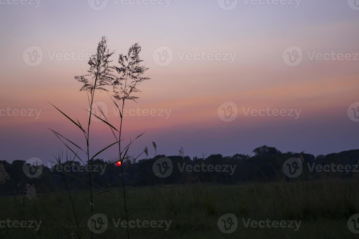 Sunset over the Kans grass or Saccharum spontaneum flowers landscape view photo