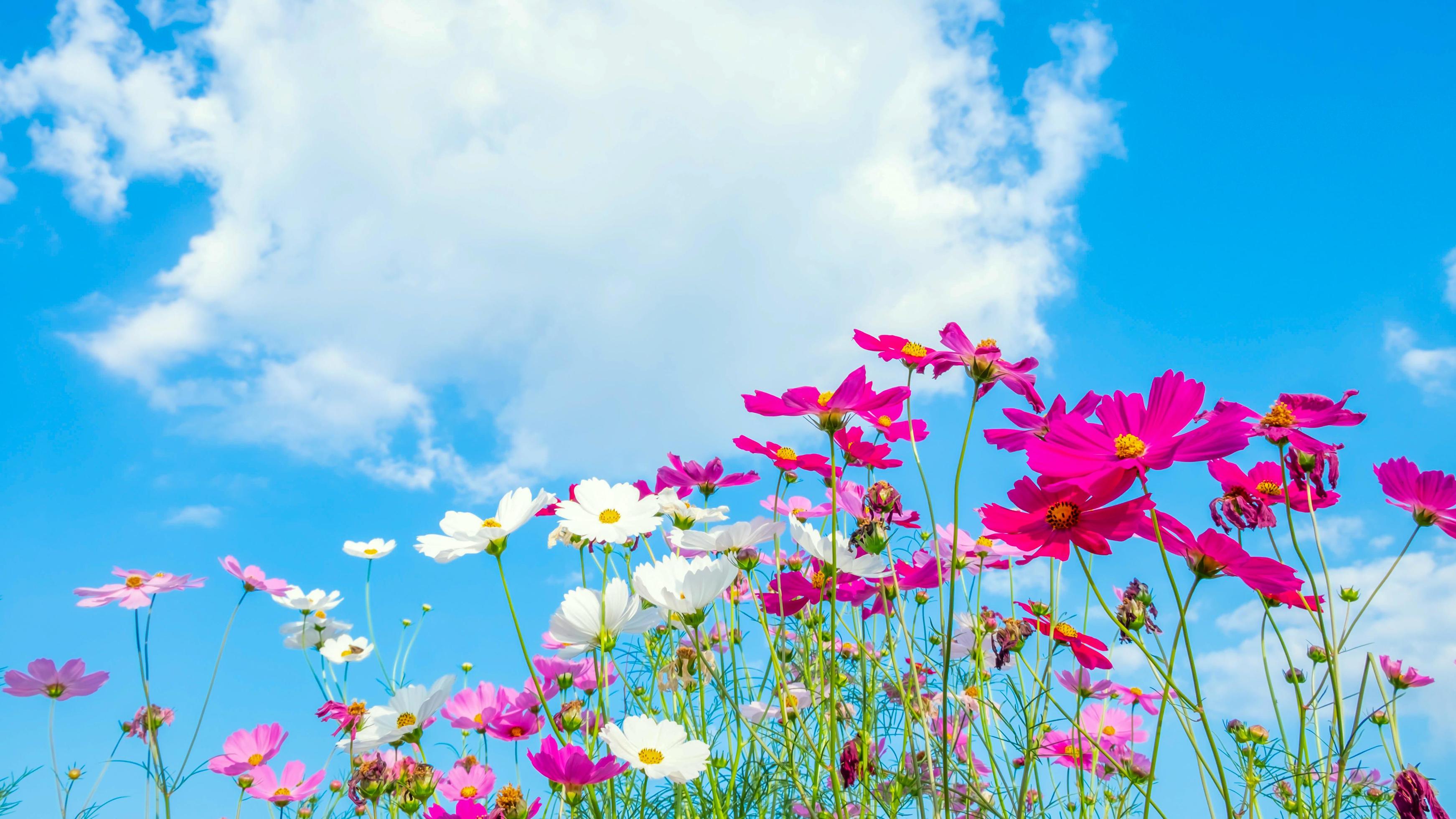 Cosmos flower background and blue sky 14553036 Stock Photo at Vecteezy