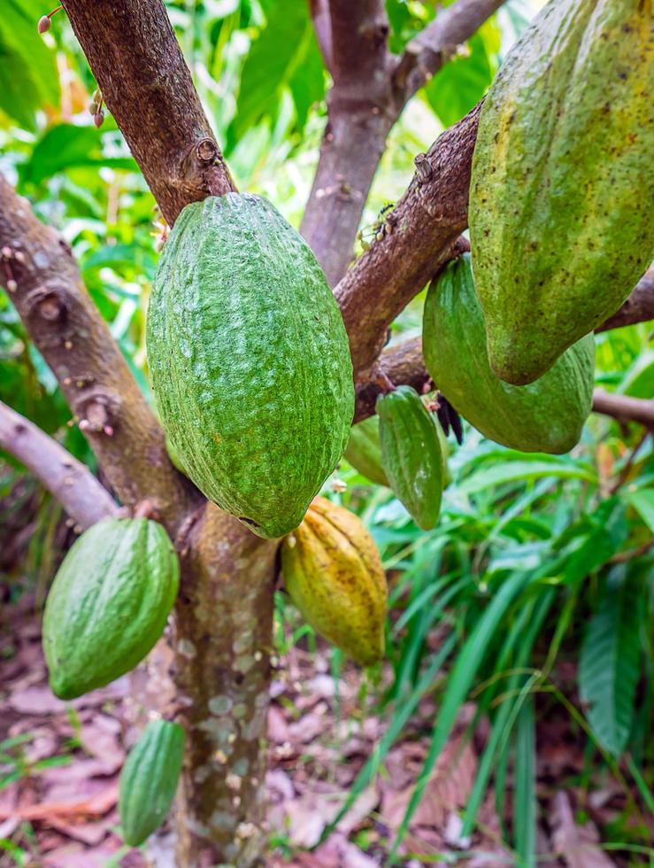 Raw green cacao pods harvesting. Green color cocoa fruit hanging on a tree cocoa photo