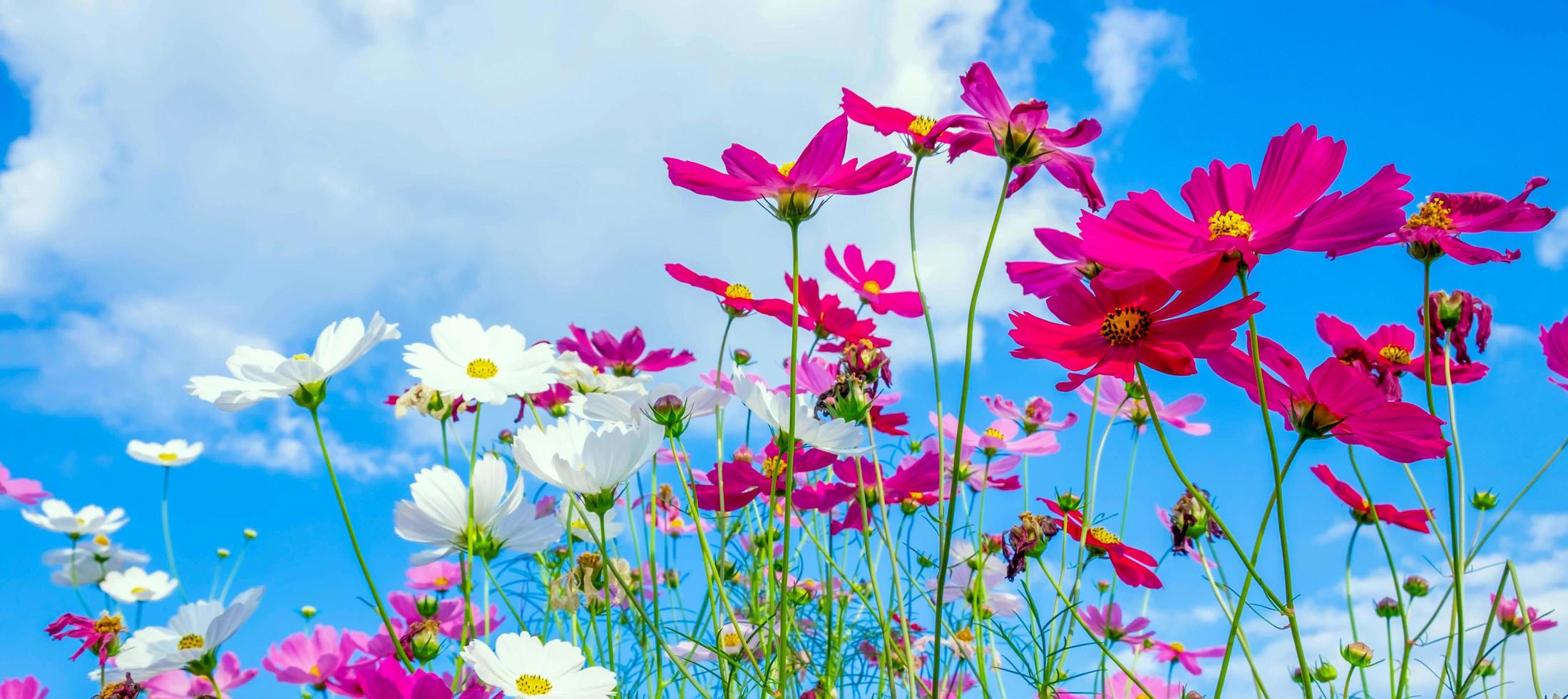 Cosmos flower background and blue sky 14553105 Stock Photo at Vecteezy