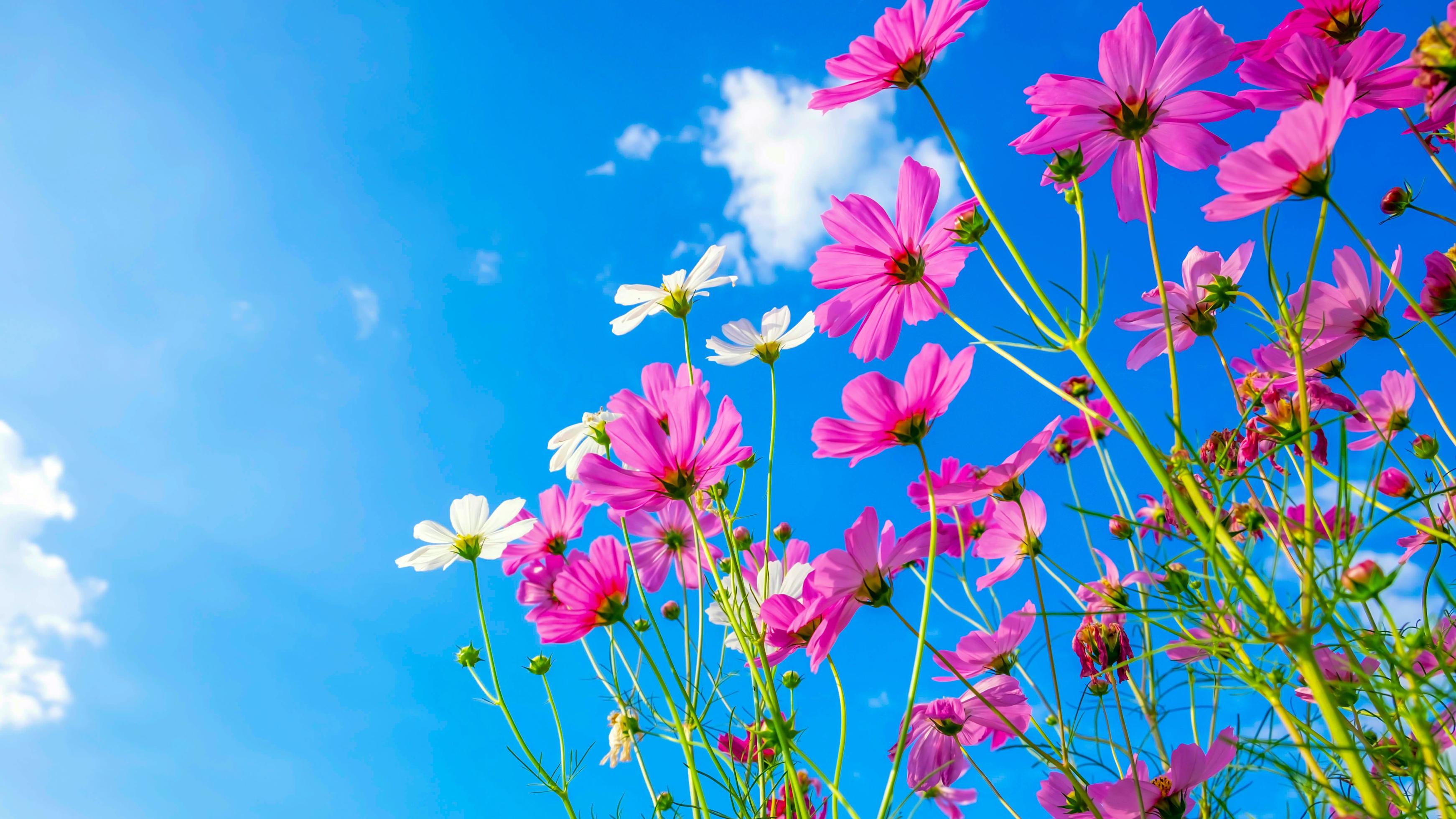 Beautiful white flowers in fields with blue sky HD wallpaper download