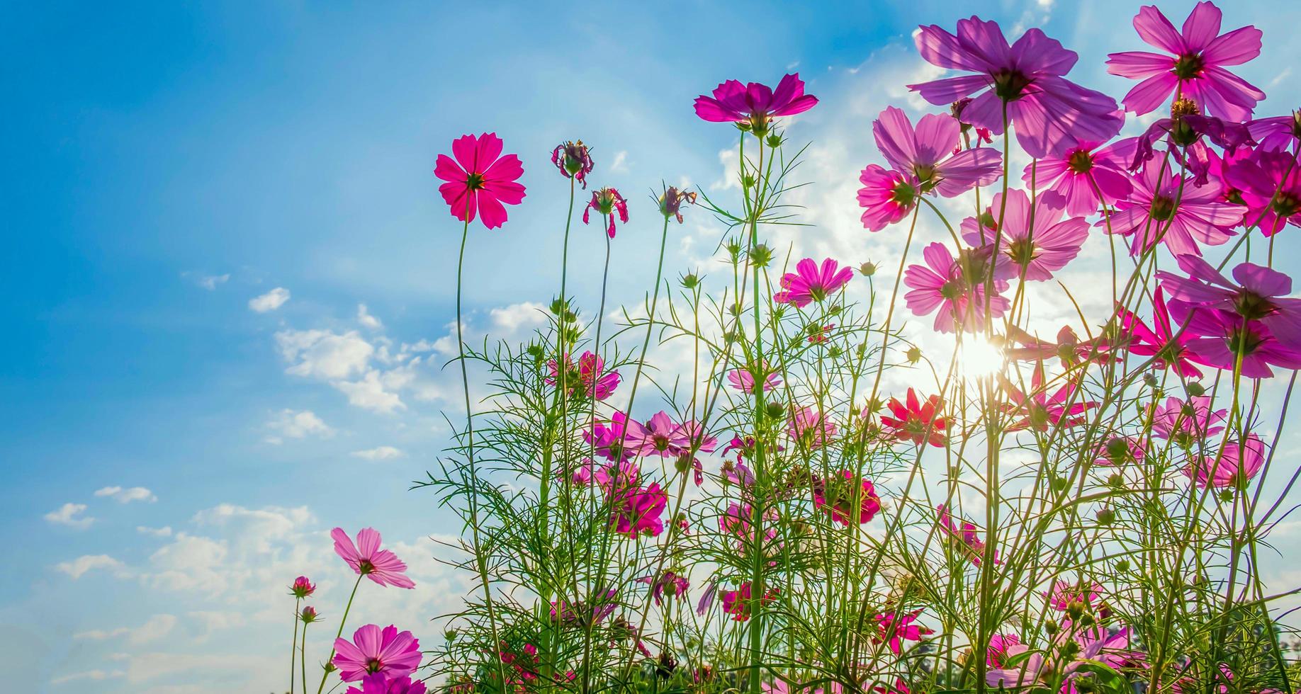 Cosmos flower background and blue sky 14553121 Stock Photo at Vecteezy