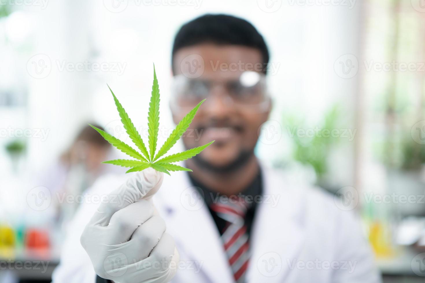 In the university science lab, researchers are analyzing studies on cannabis plants photo