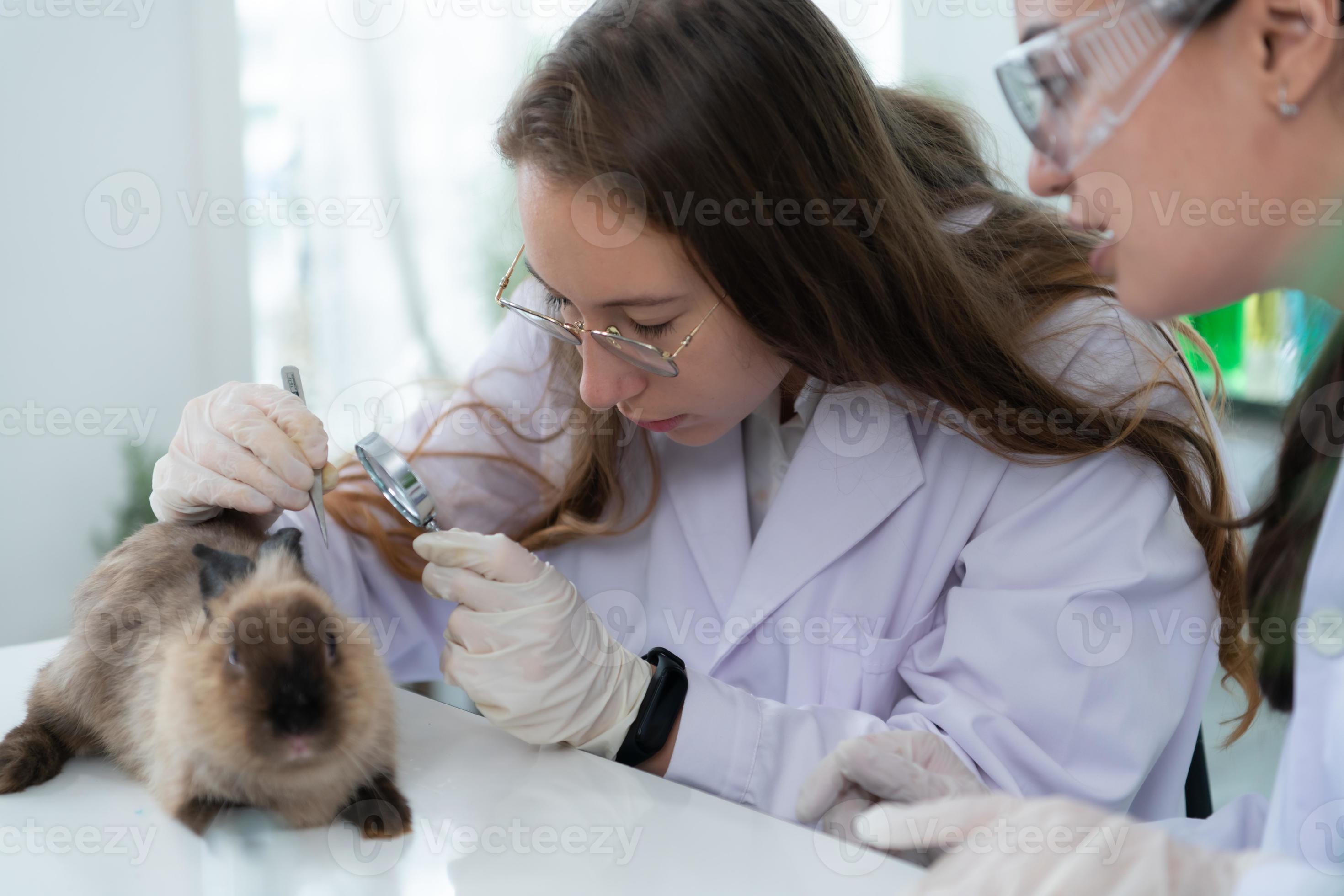 Veterinarian treating sick rabbits He is giving the young bunnies the