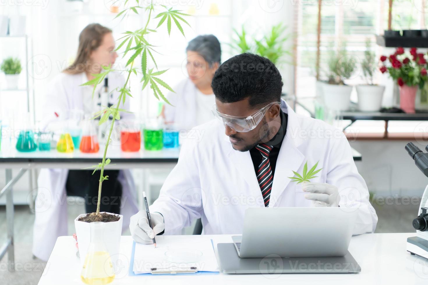 en el laboratorio de ciencias de la universidad, los investigadores están analizando estudios sobre plantas de cannabis foto